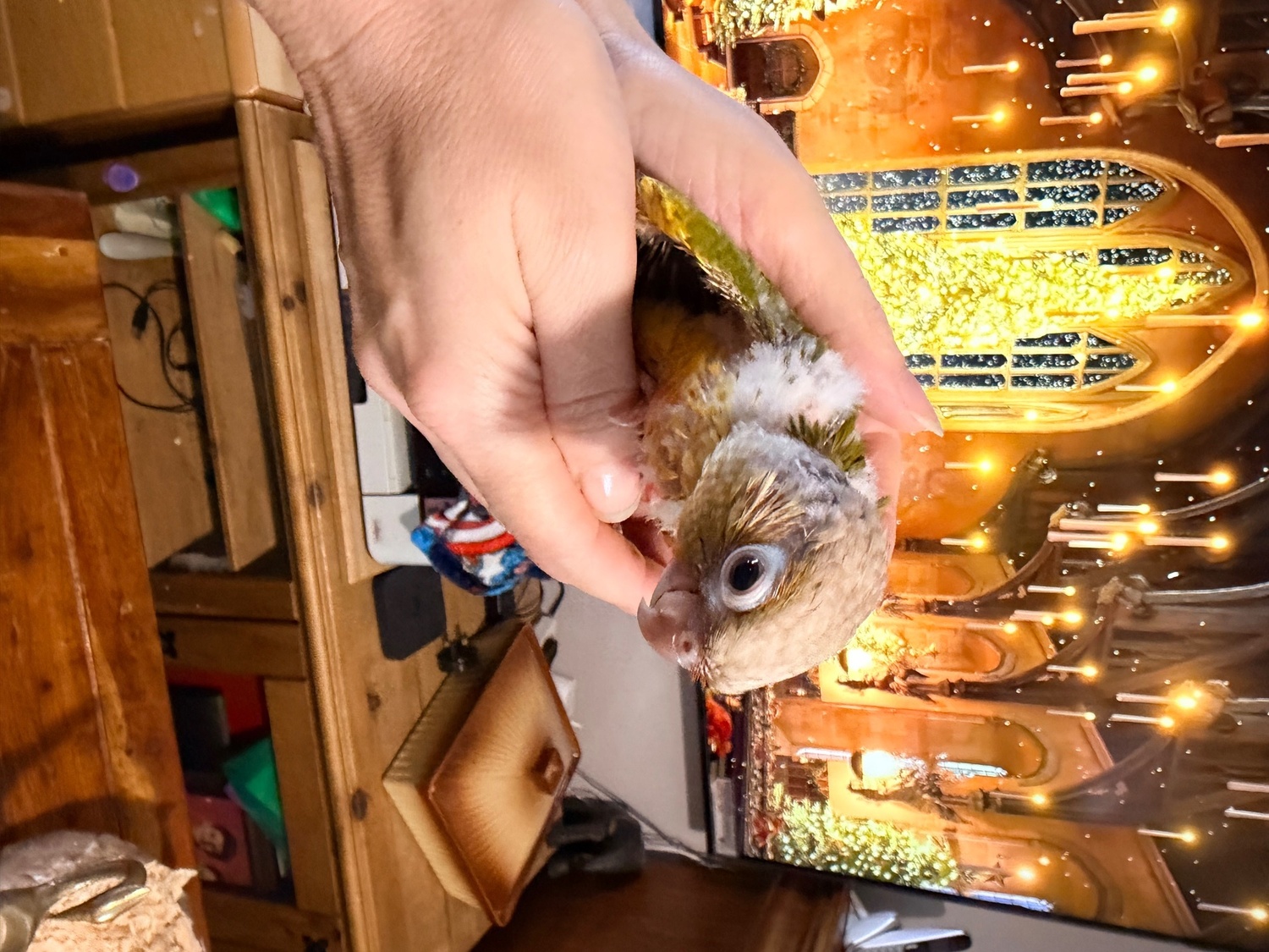 Conures - {TYPE}