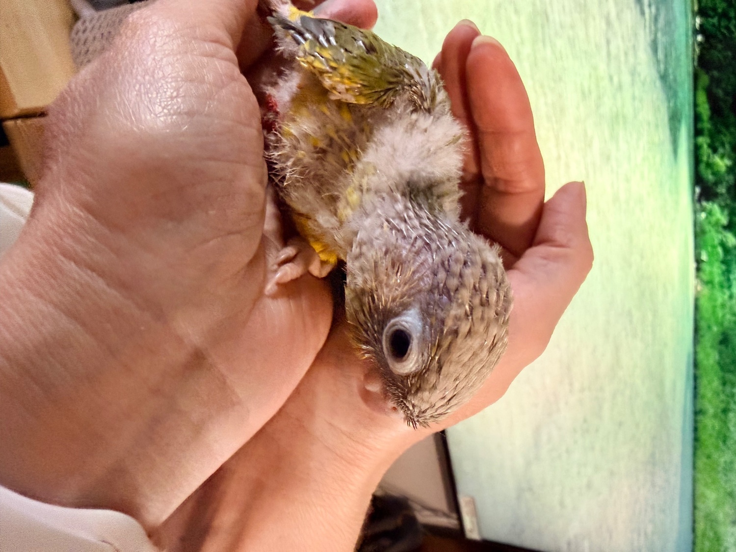 Conures - Beautiful Pineapple Green-Cheek Conure Babies – Ready by the End of October! 