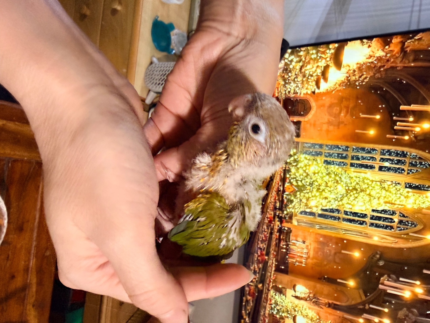 Conures - Hand-tamed Pineapple Green Cheek Conure babies – £380 each