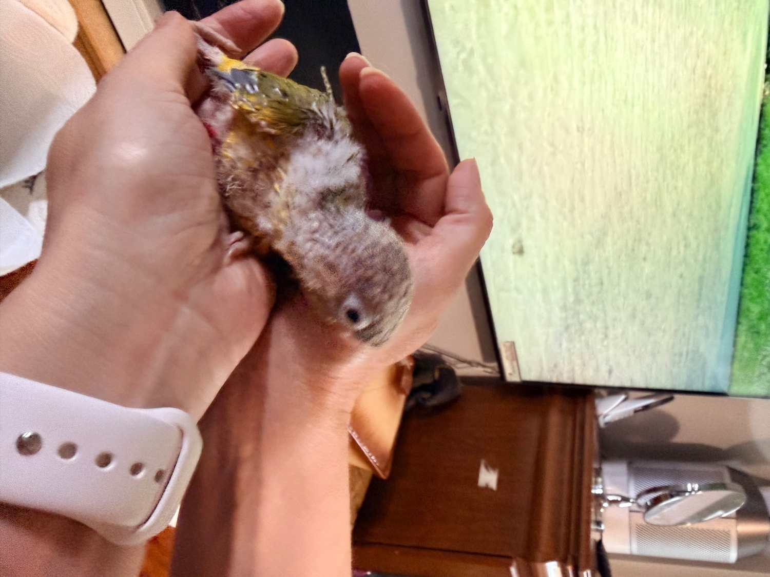 Beautiful Pineapple Green-Cheek Conure Babies – Ready by the End of October!  - Conures