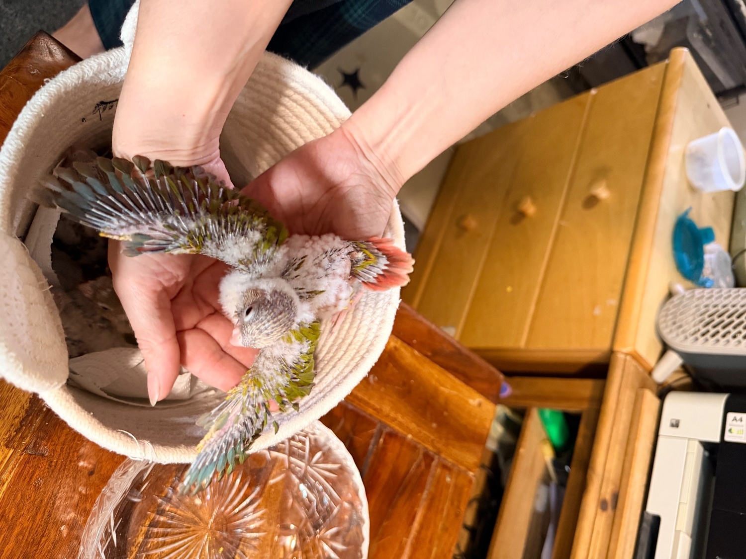 Hand-tamed Pineapple Green Cheek Conure babies – £380 each - Conures