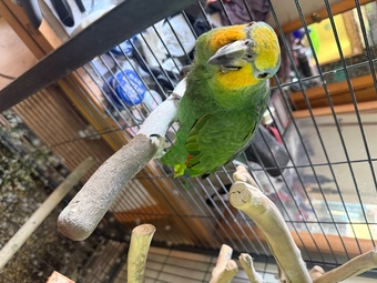 Oranged winged Amazon for sale