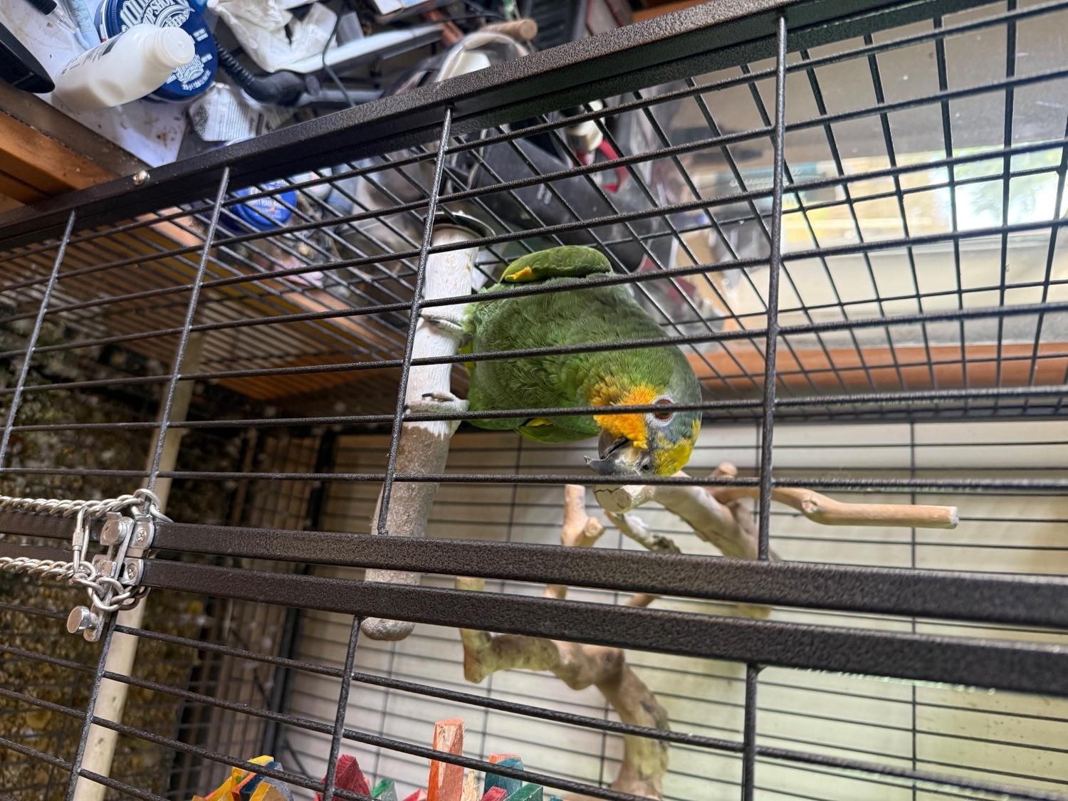 Amazons - Oranged winged Amazon for sale