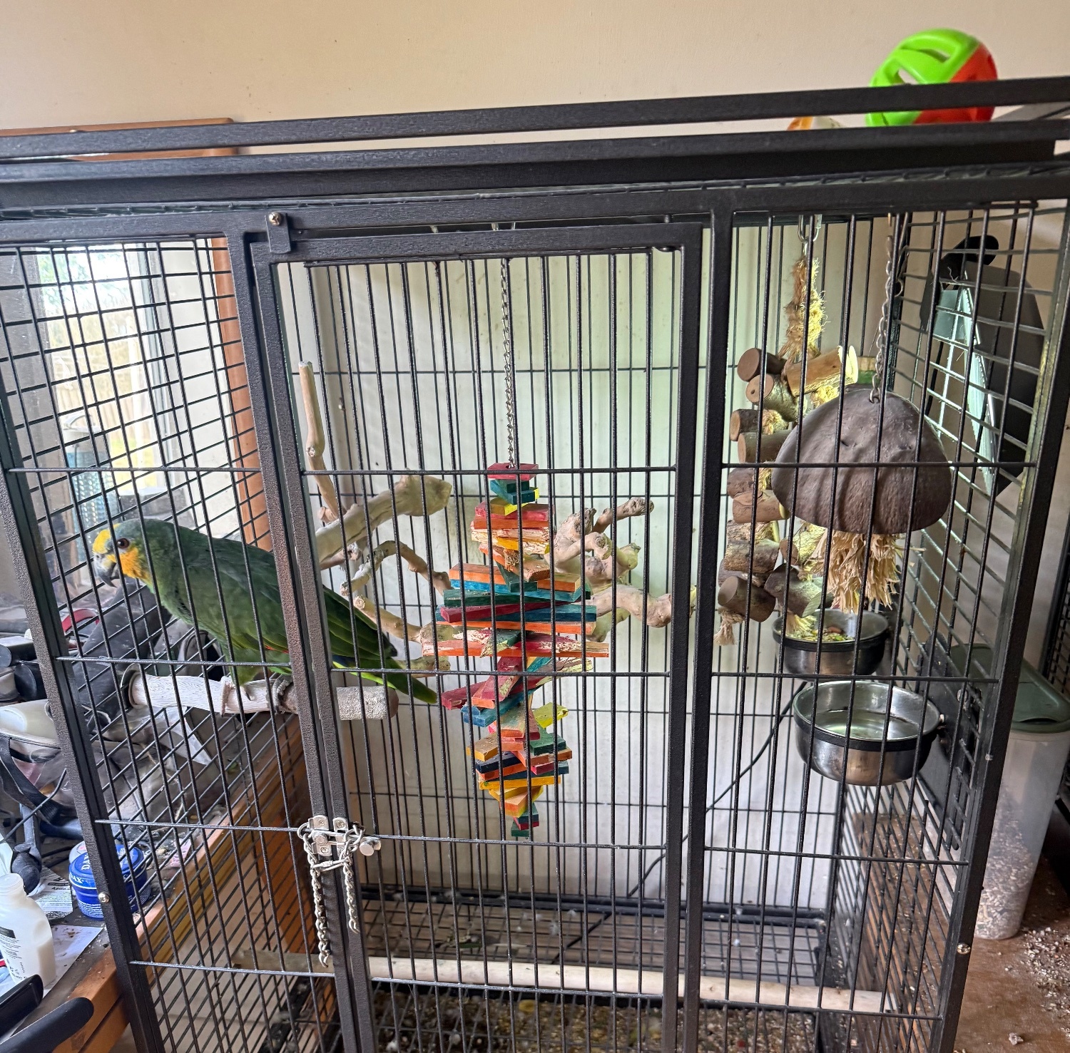 Oranged winged Amazon for sale - Amazons