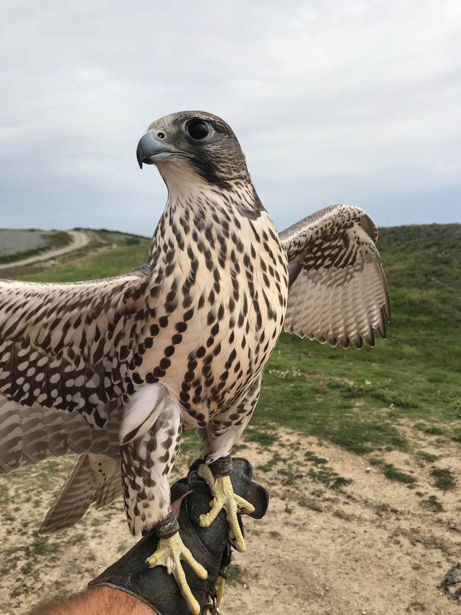 Imprint Gyr x sakers in {LOCATION}