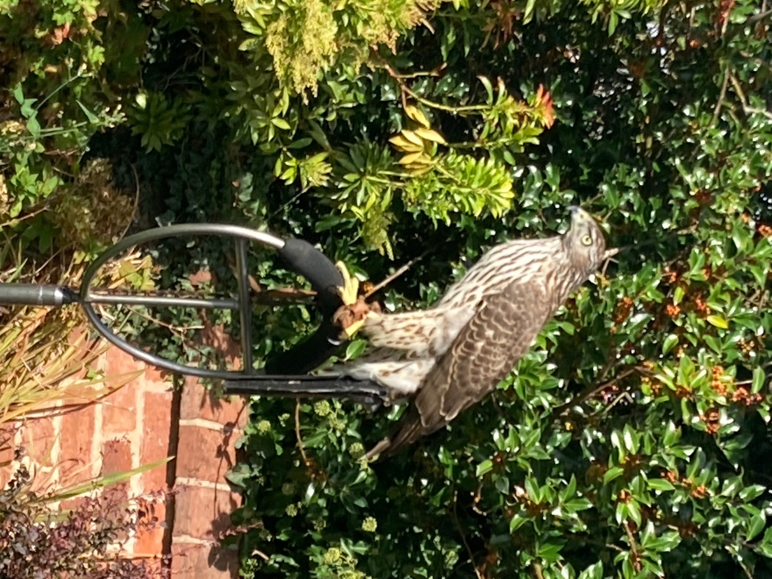 P/r male Finnish goshawk  in {LOCATION}