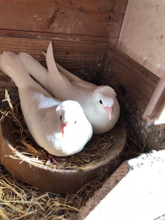 Turkish ringbeater pigeons 