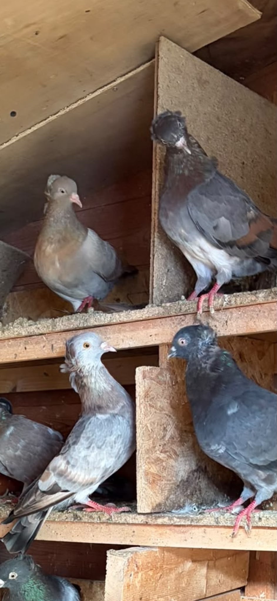 Pigeons