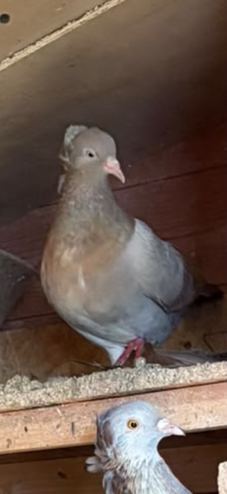 Pigeons - {TYPE}