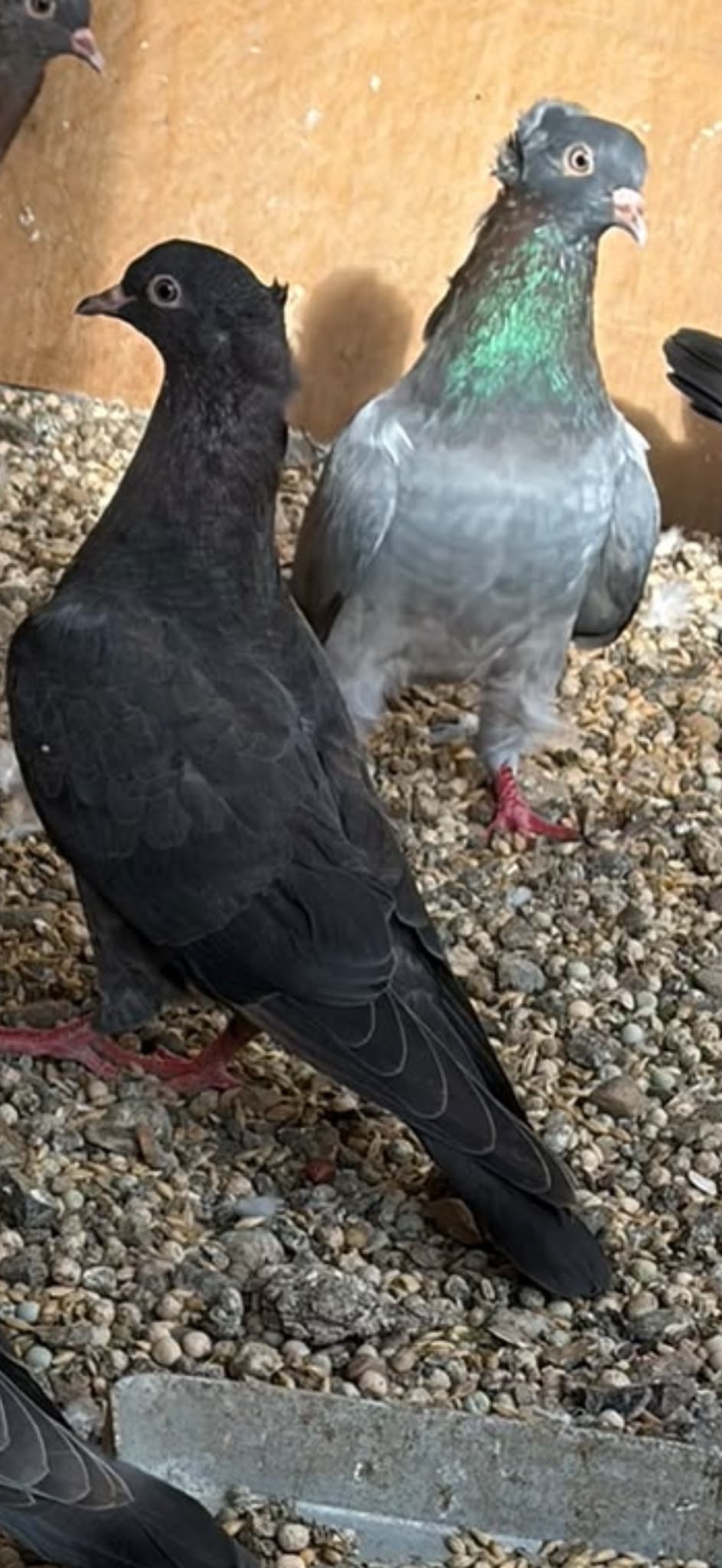 Pigeons - Turkish ringbeater pigeons 