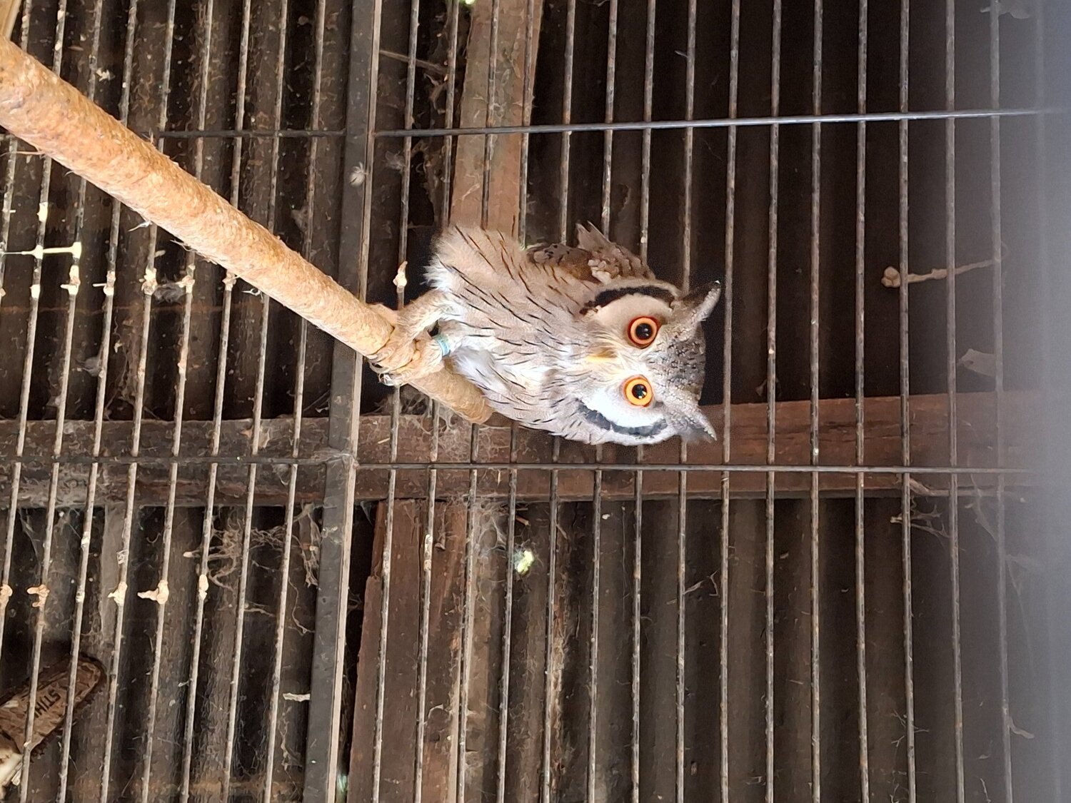 WHITE FACED SCOPS FOR SALE in {LOCATION}