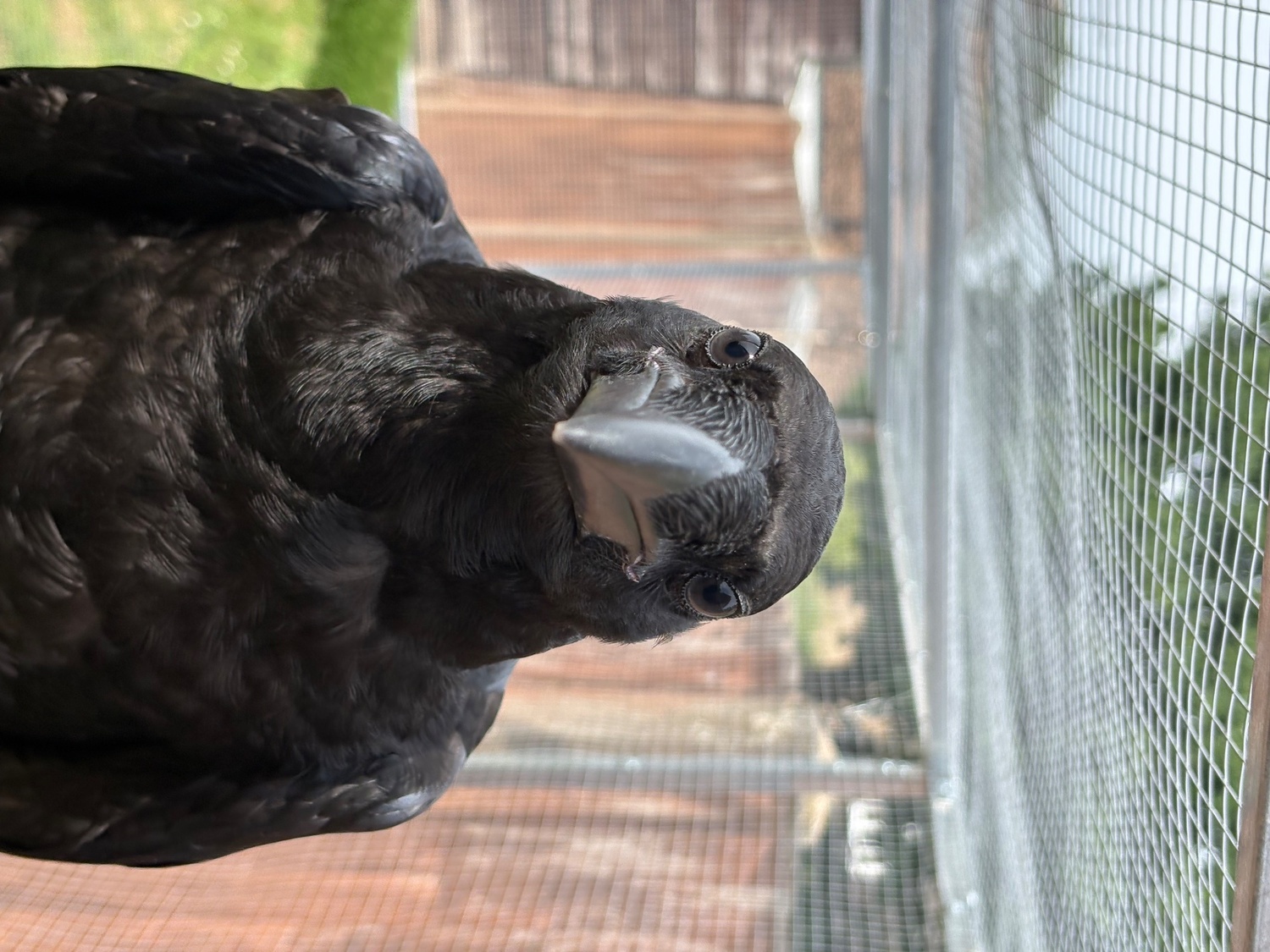 18 week old juvenile male raven for sale  in {LOCATION}