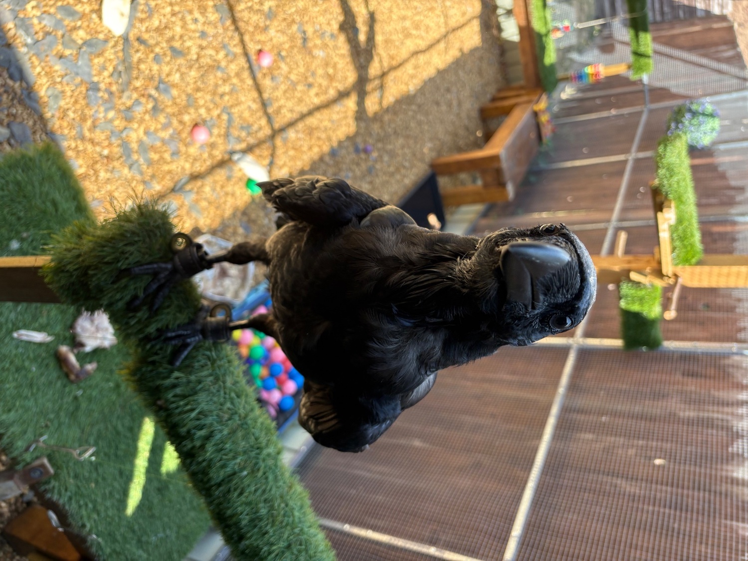 Ravens