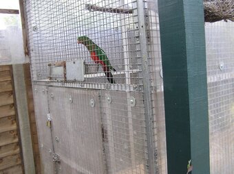 WANTED AUSTRALIAN KING PARROT MALE  YOUNGSTER AS COMPANY FOR MY FEMALE.