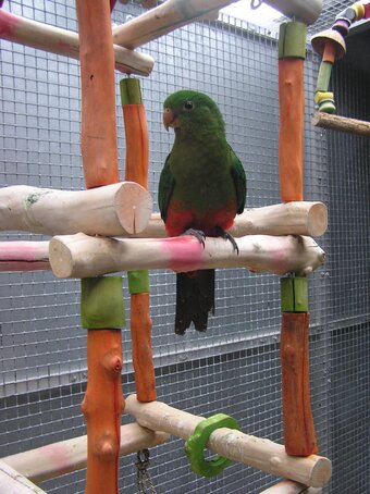 WANTED AUSTRALIAN KING PARROT MALE  YOUNGSTER AS COMPANY FOR MY FEMALE.