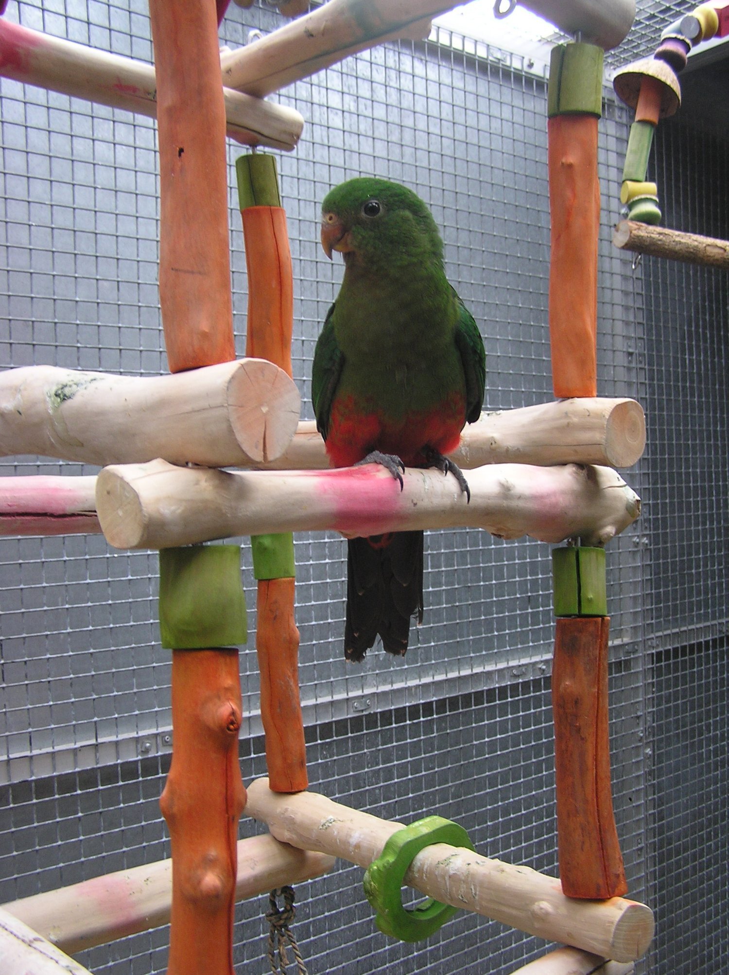 EXCHANGE AUSTRALIAN KING PARROT YOUNGESTER MALE   in {LOCATION}