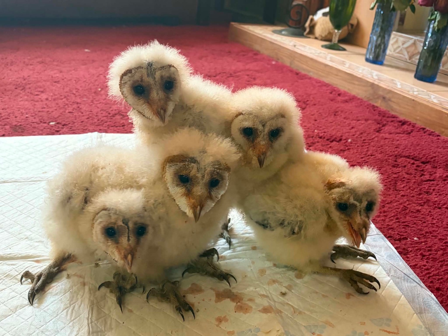 Hybrid Barn owls in {LOCATION}