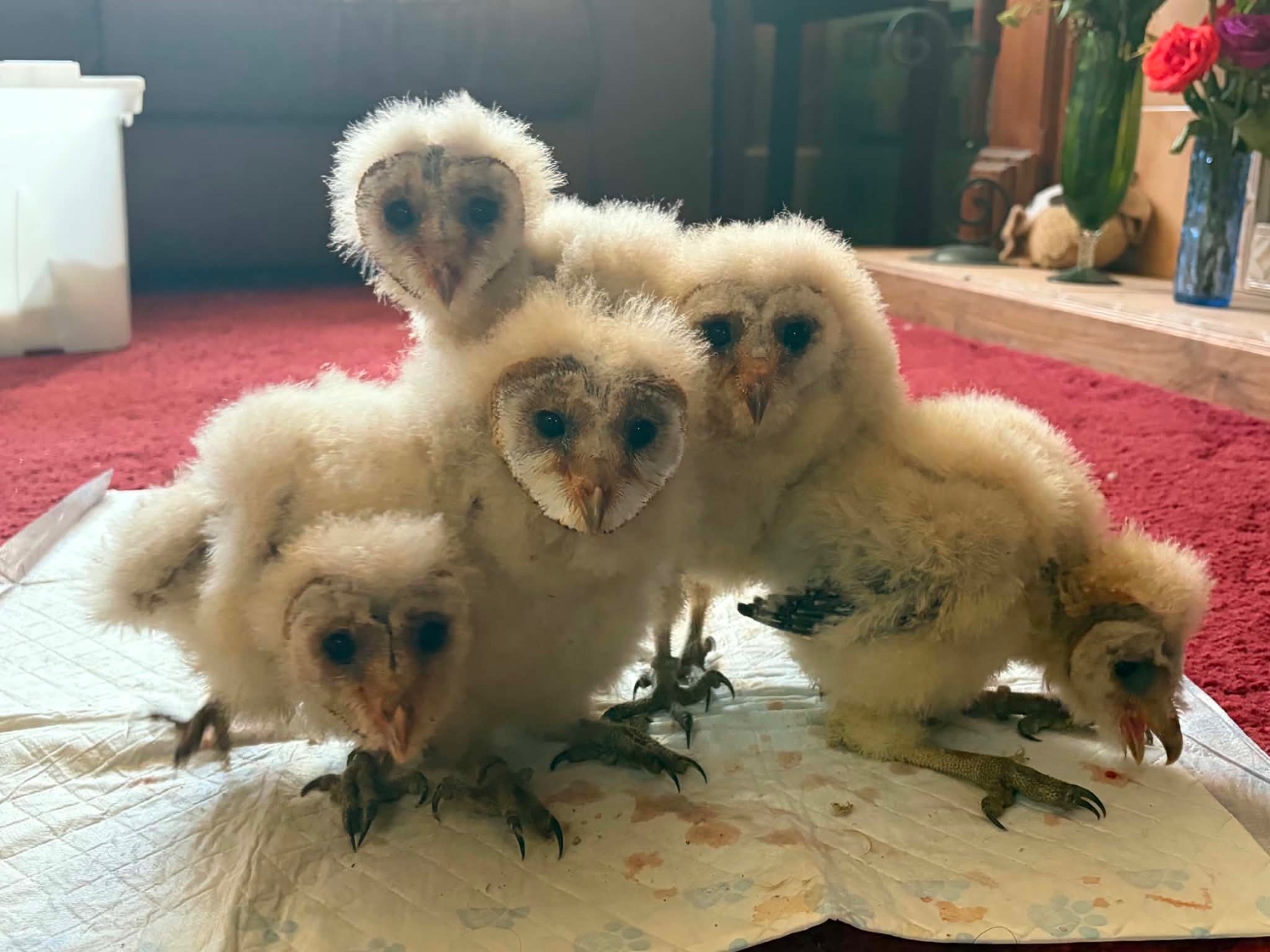 Owls