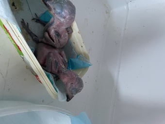 Baby kookaburras hand reared 6 weeks old