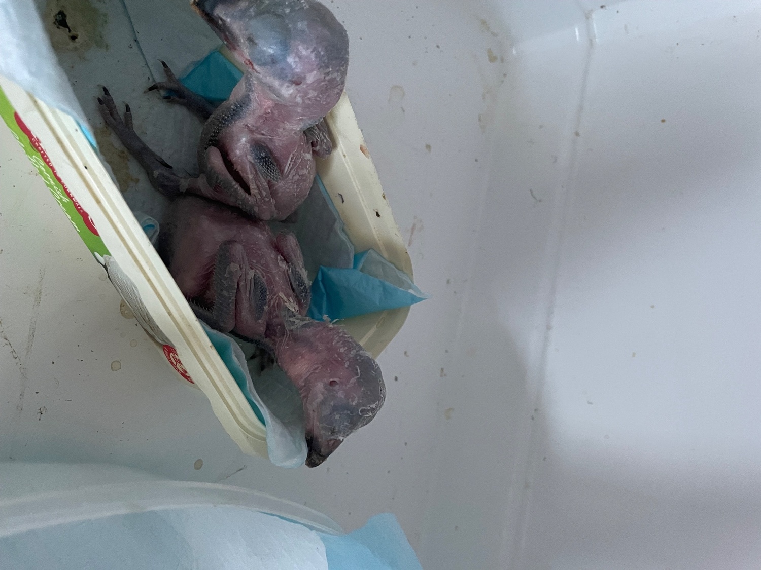 Baby kookaburras hand reared 6 weeks old in {LOCATION}