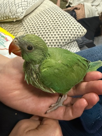 Lovely Baby Ringneck for Sale
