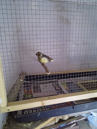 Gloster canaries this years young