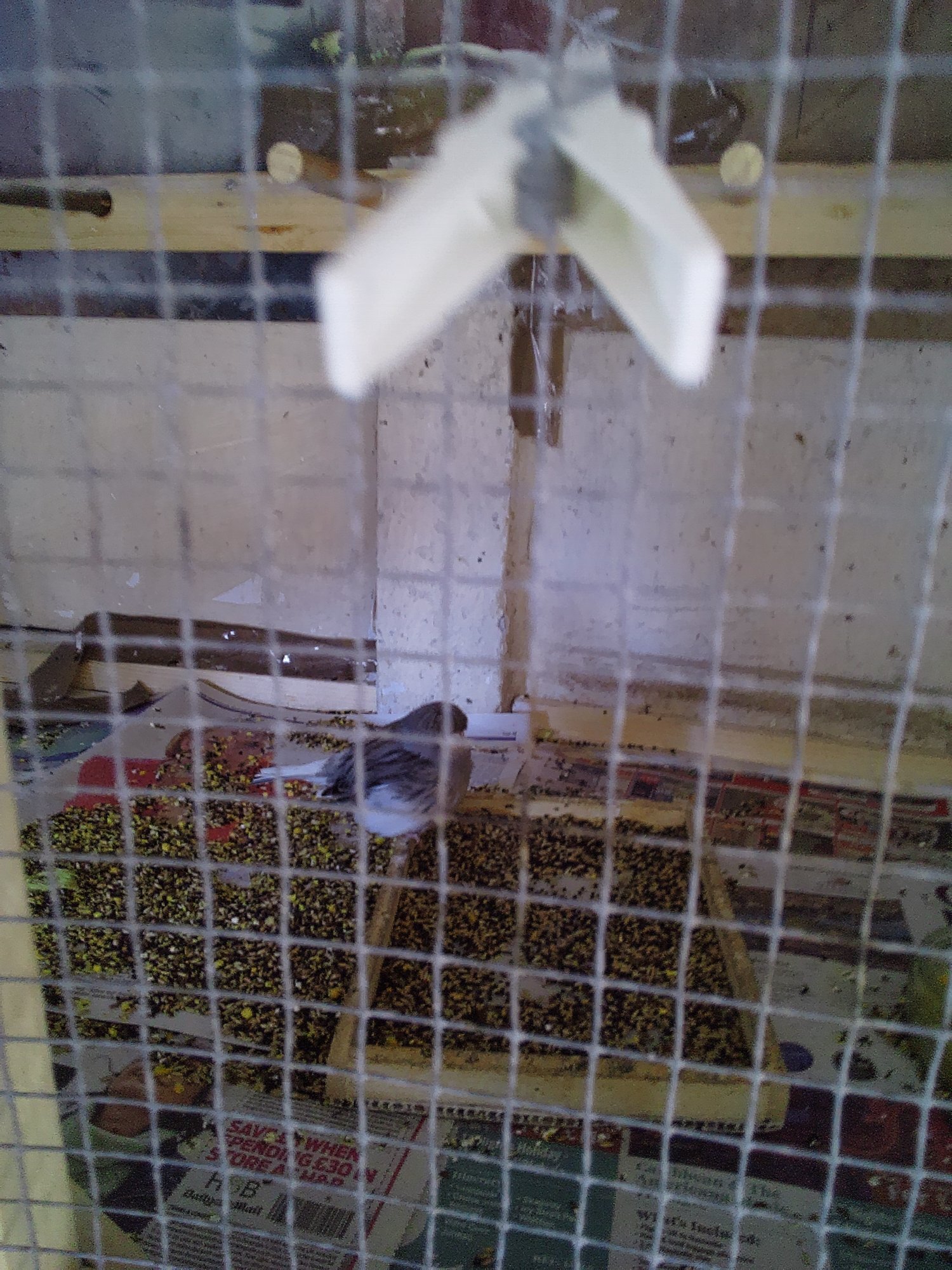 Canaries