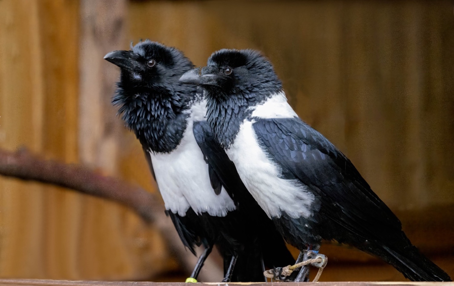 Crows