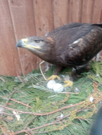 Breeding pair of steppe eagles 