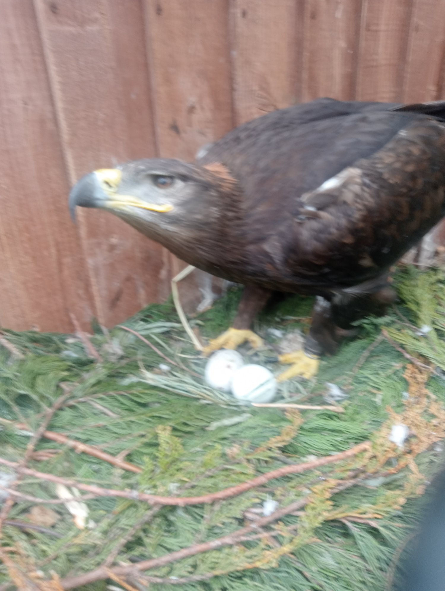 Breeding pair of steppe eagles  in {LOCATION}