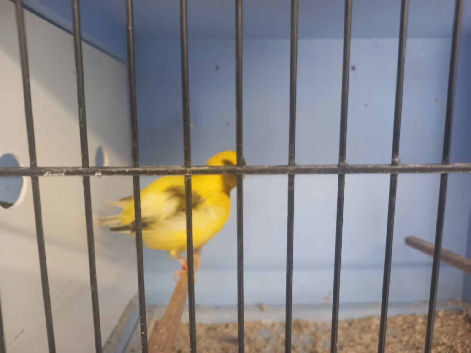 Canaries