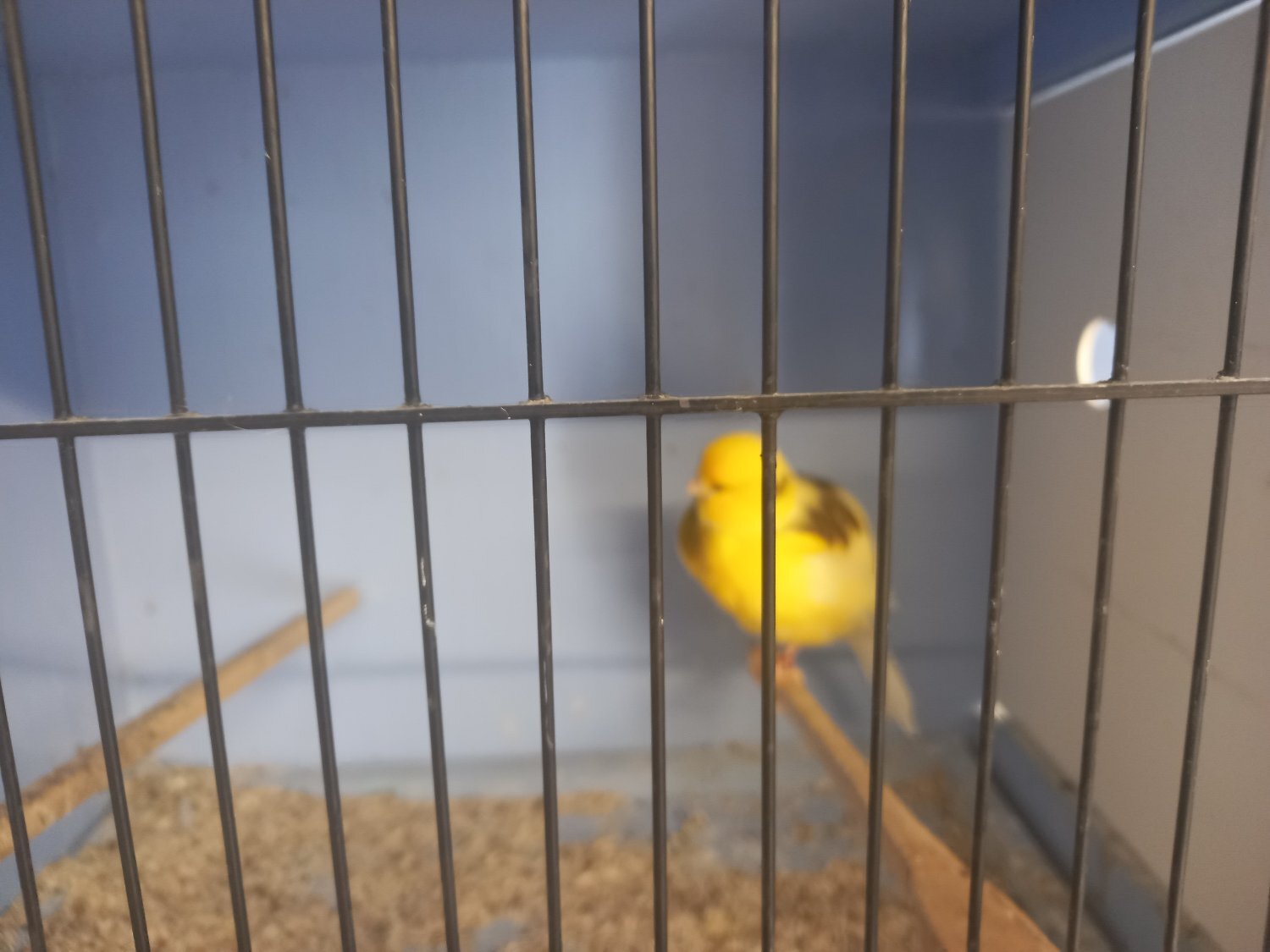 Canaries - {TYPE}