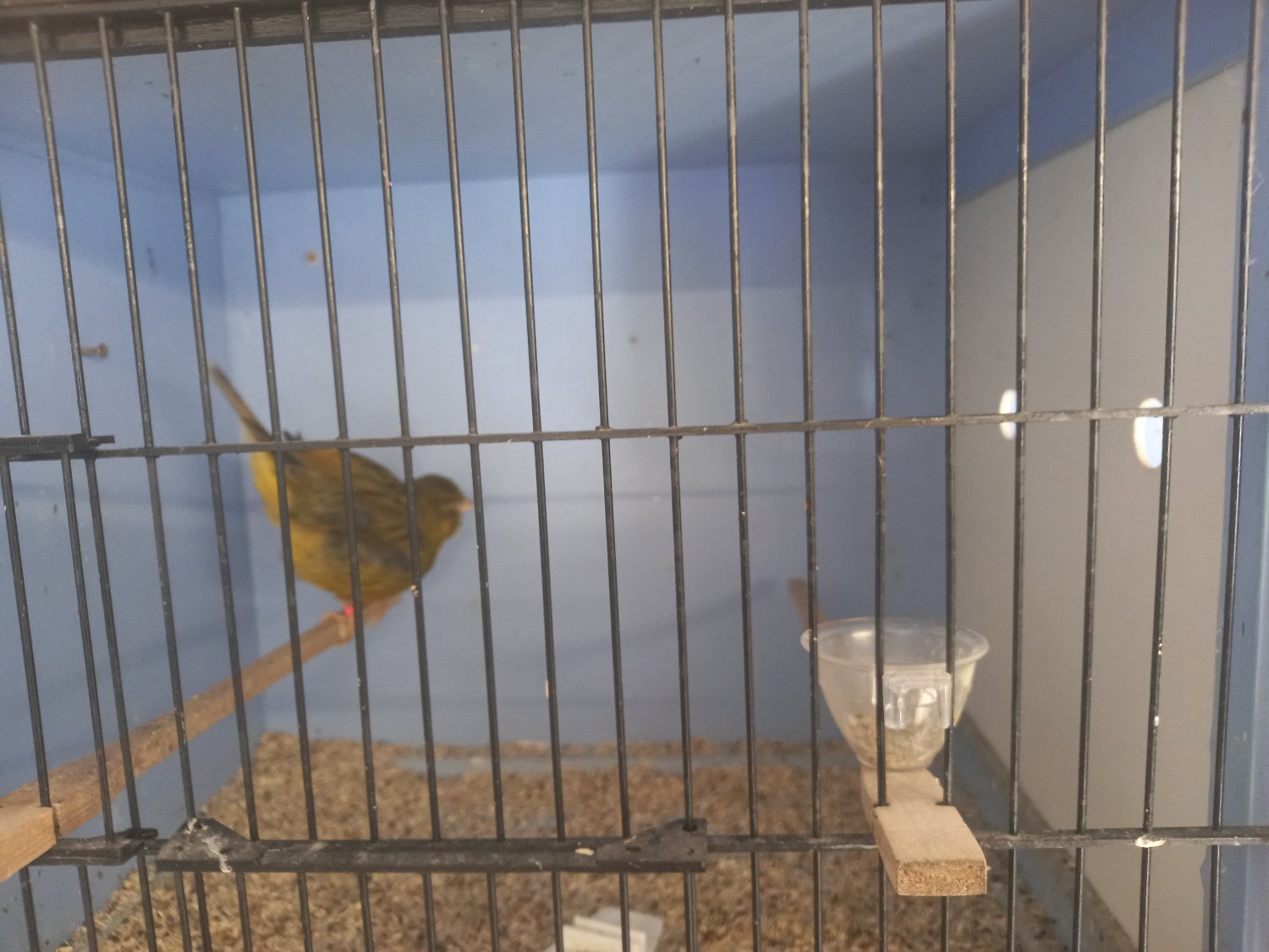 Canaries - Complete sale due to poor health