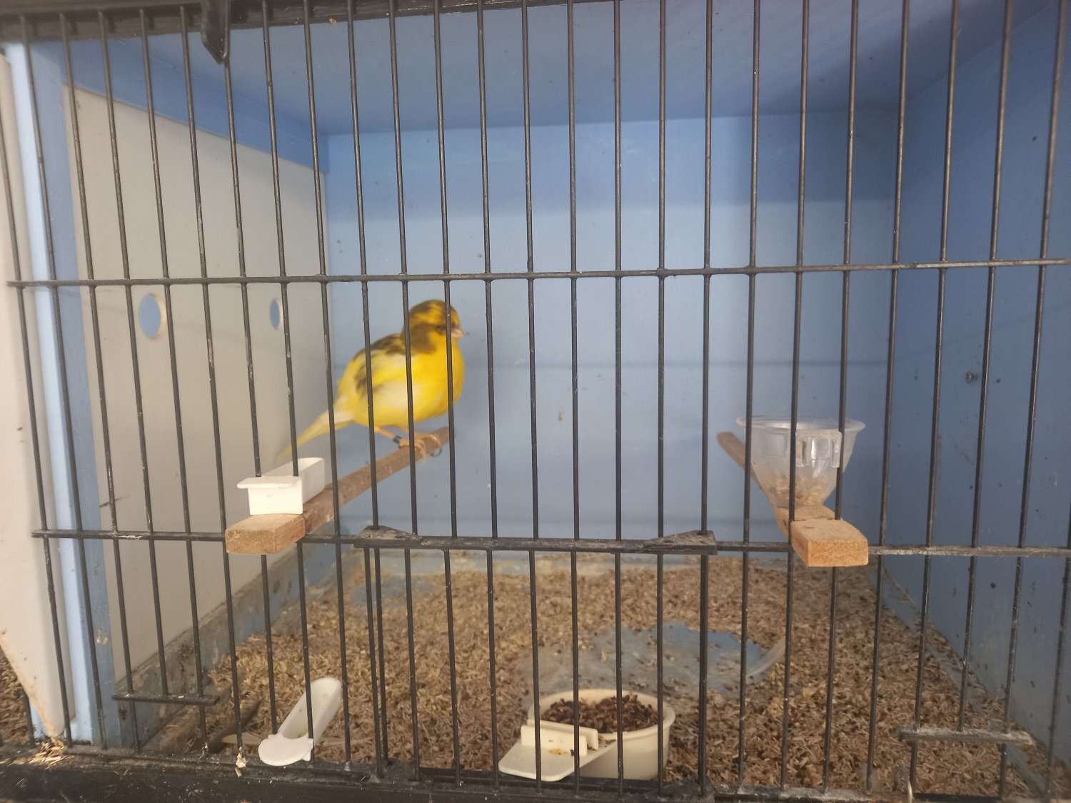Complete sale due to poor health - Canaries