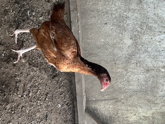 Aseel hens for sale 