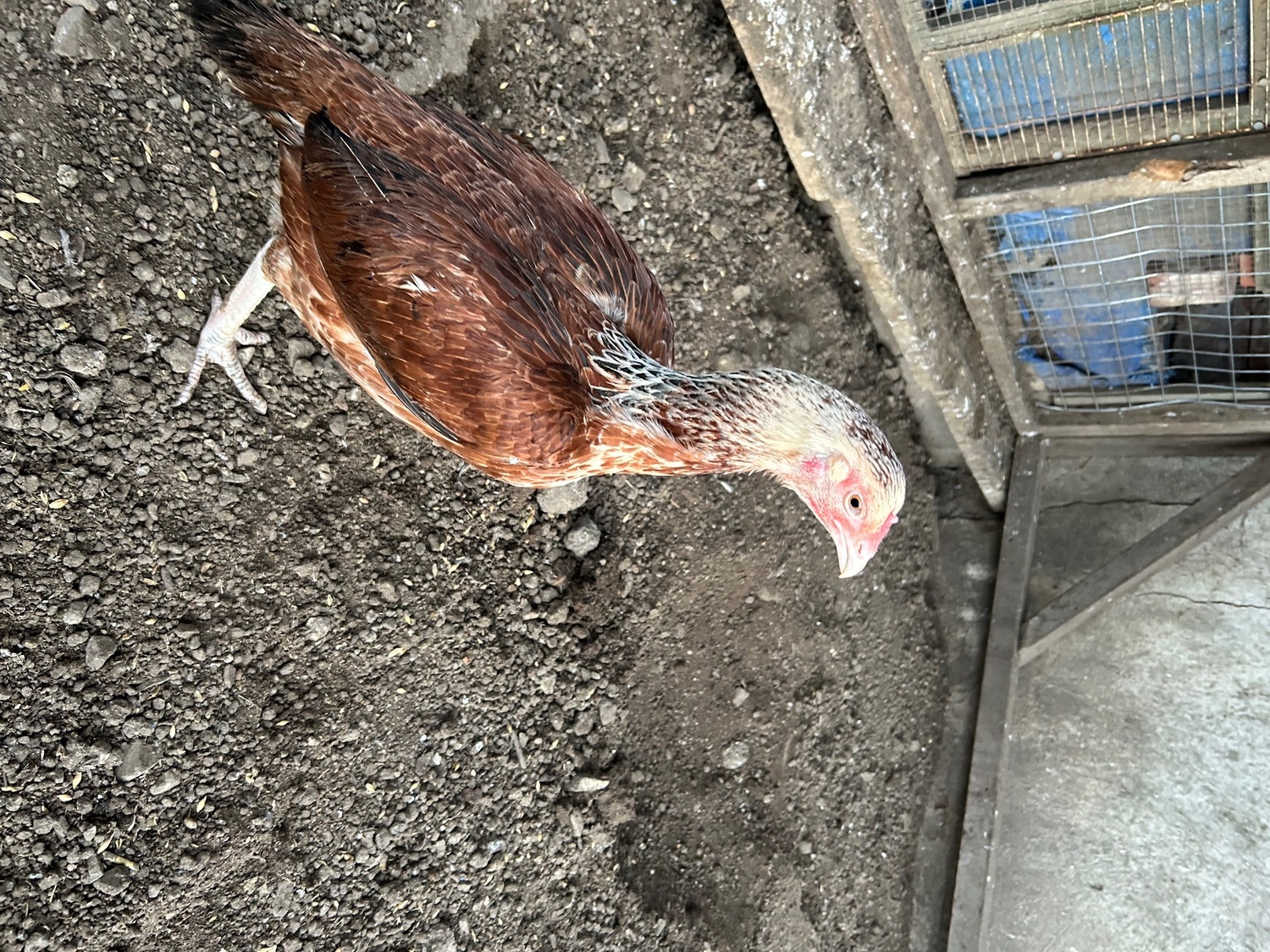 Chickens
