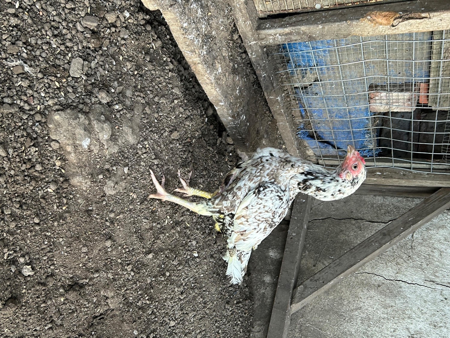 Chickens - {TYPE}