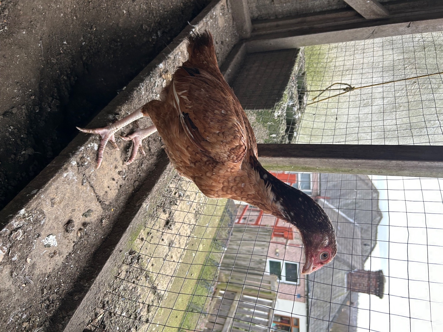 Chickens - Aseel hens for sale 