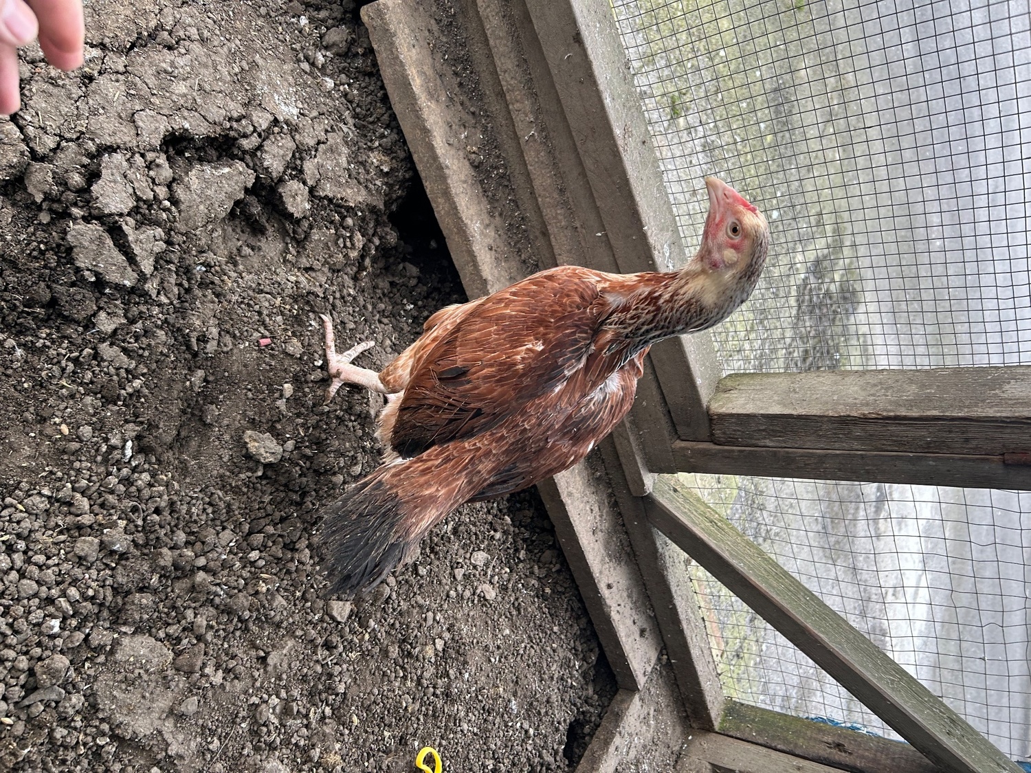 Aseel hens for sale  - Chickens