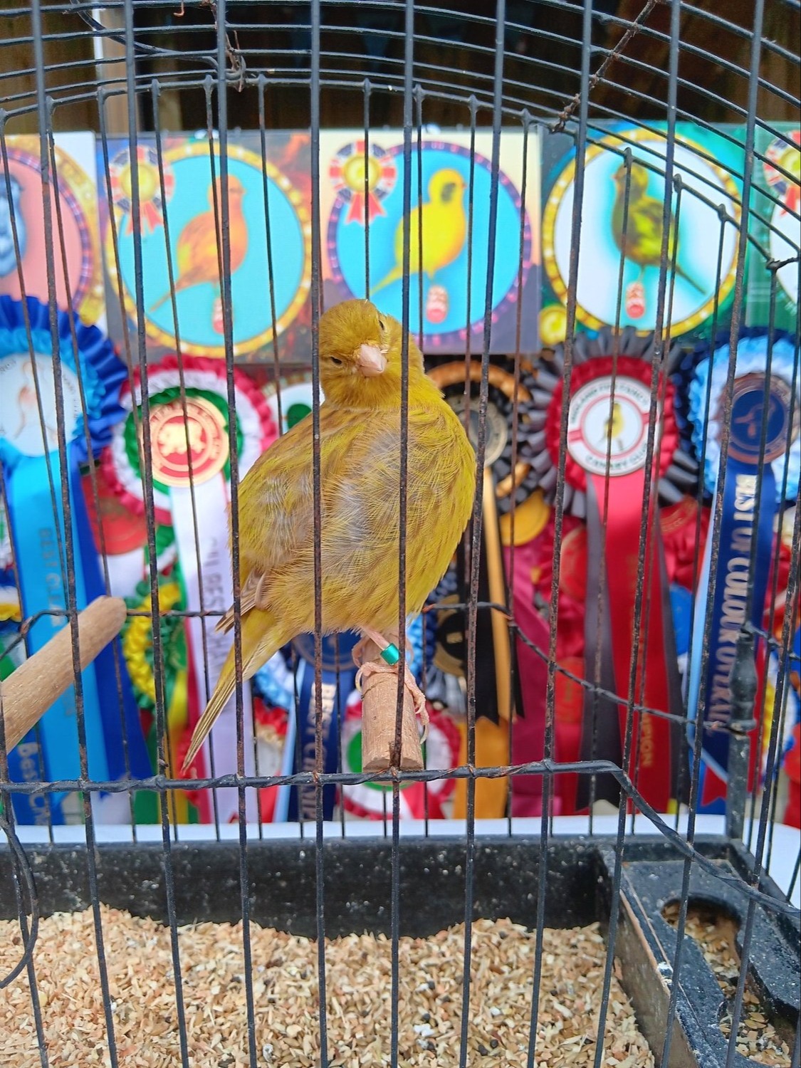 Canaries - CHAMPION FIFE CANARIES GOING TO STAFFORD SALE