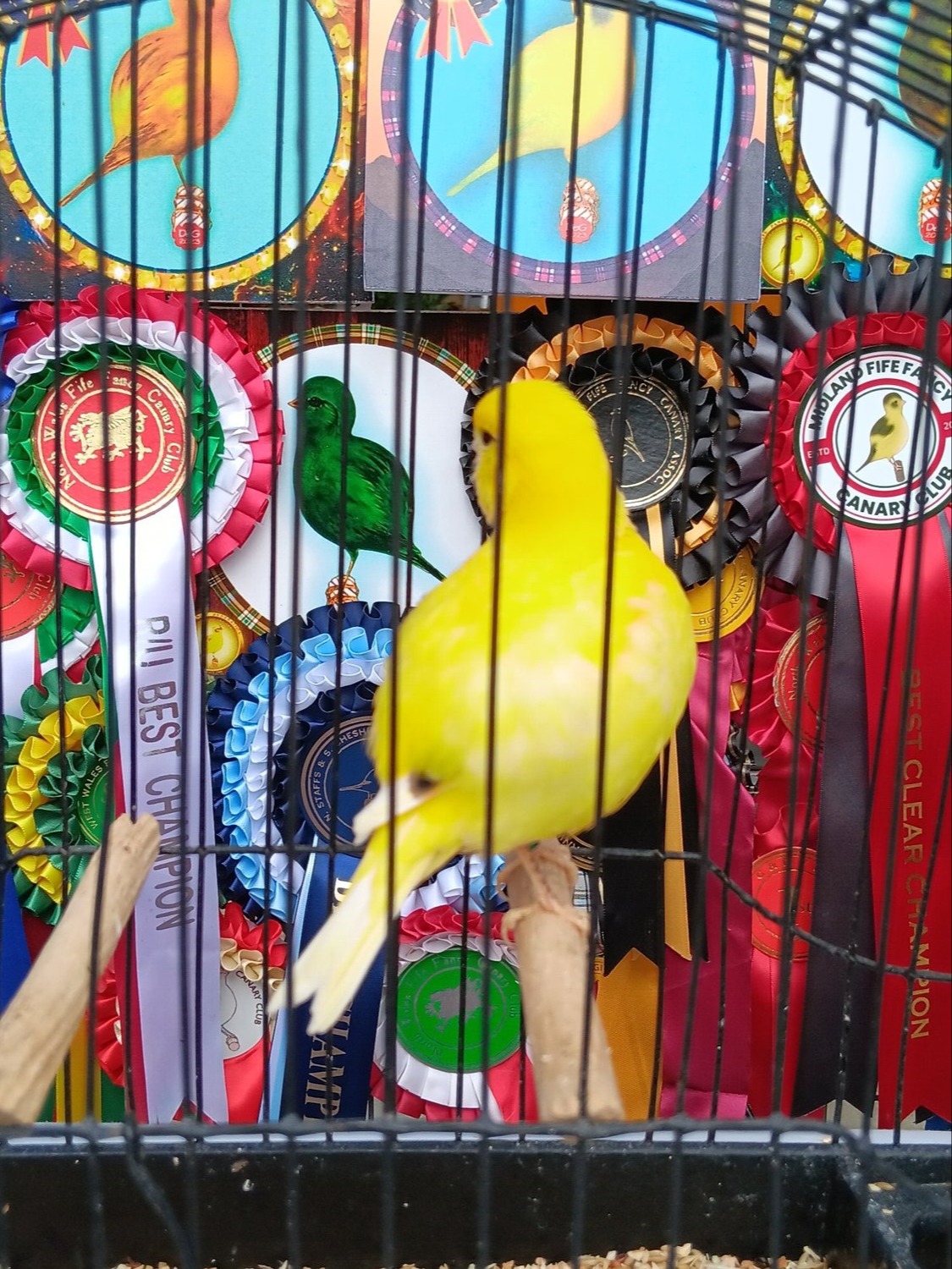 Canaries