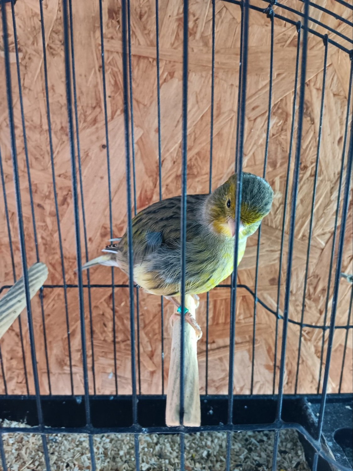 CHAMPION FIFE CANARIES GOING TO STAFFORD SALE - Canaries