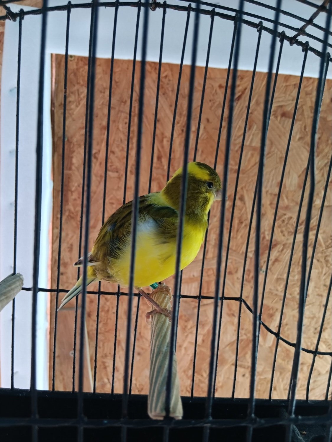 Canaries - {TYPE}