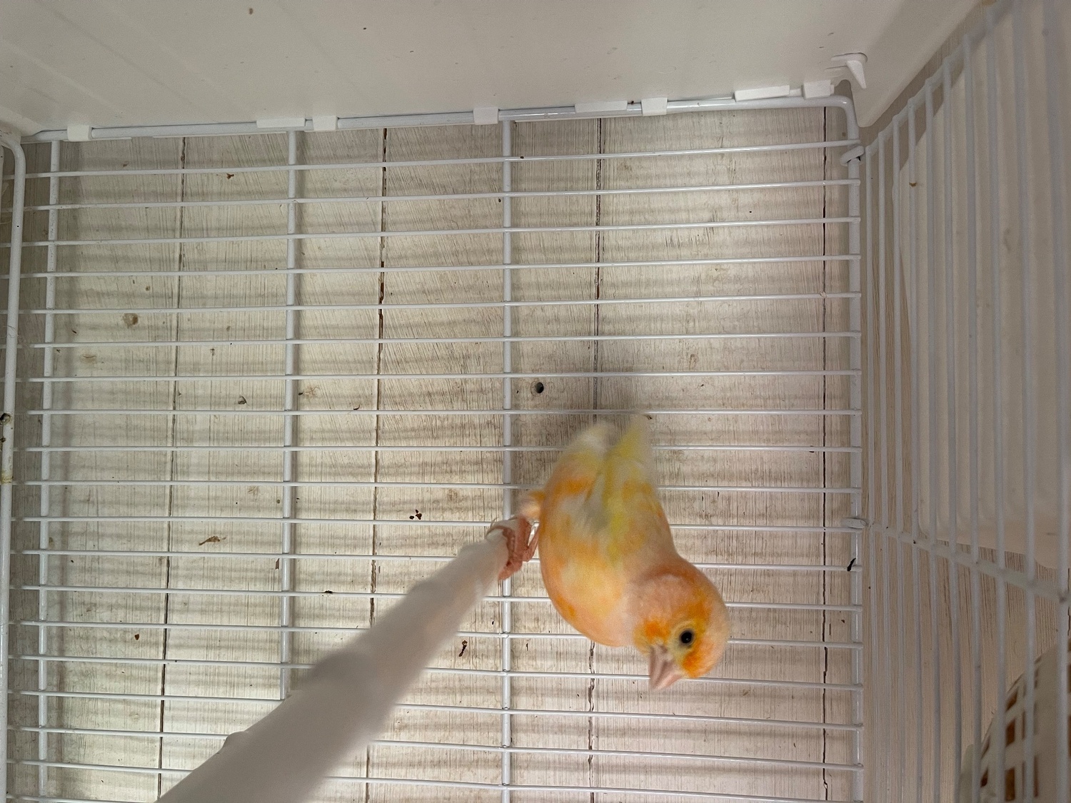 Lipochrome colour canary for sale in {LOCATION}