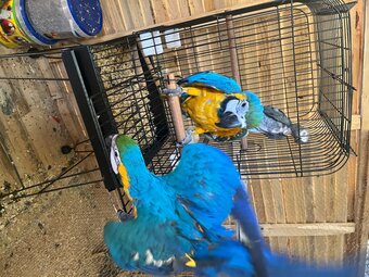 Gold and blue macaw
