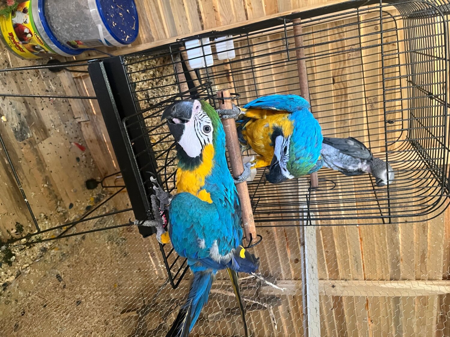 Macaws