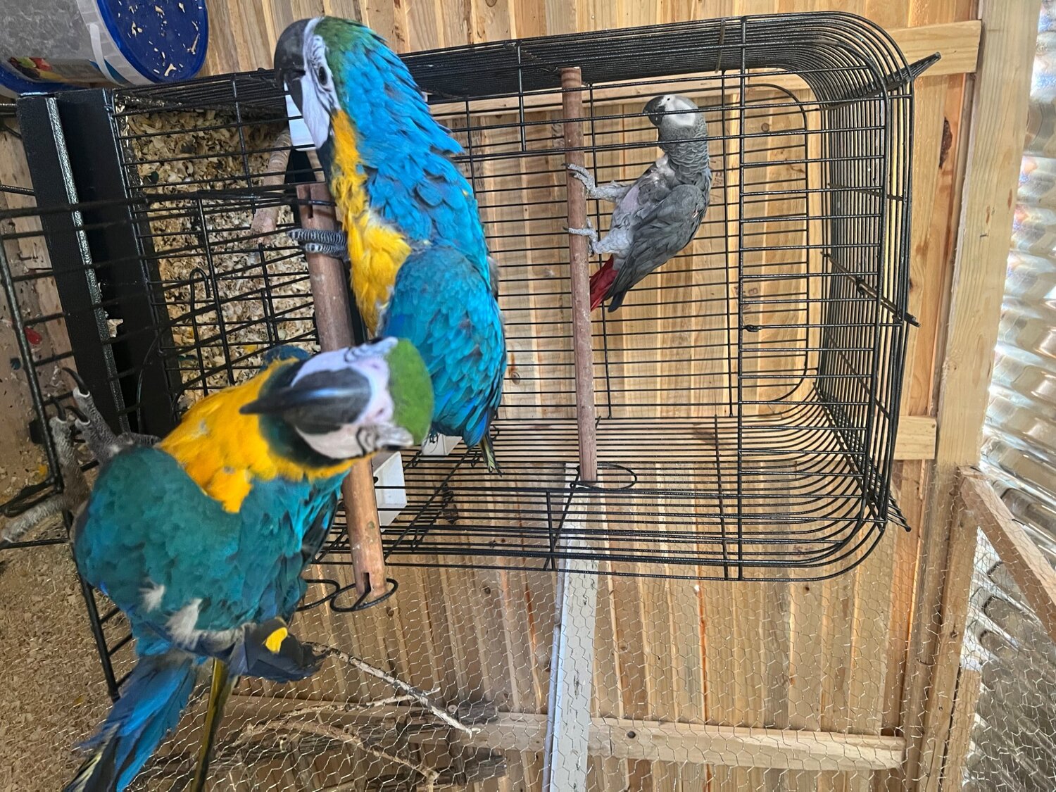 Macaws - {TYPE}