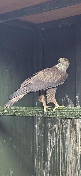 Female bonellis eagle