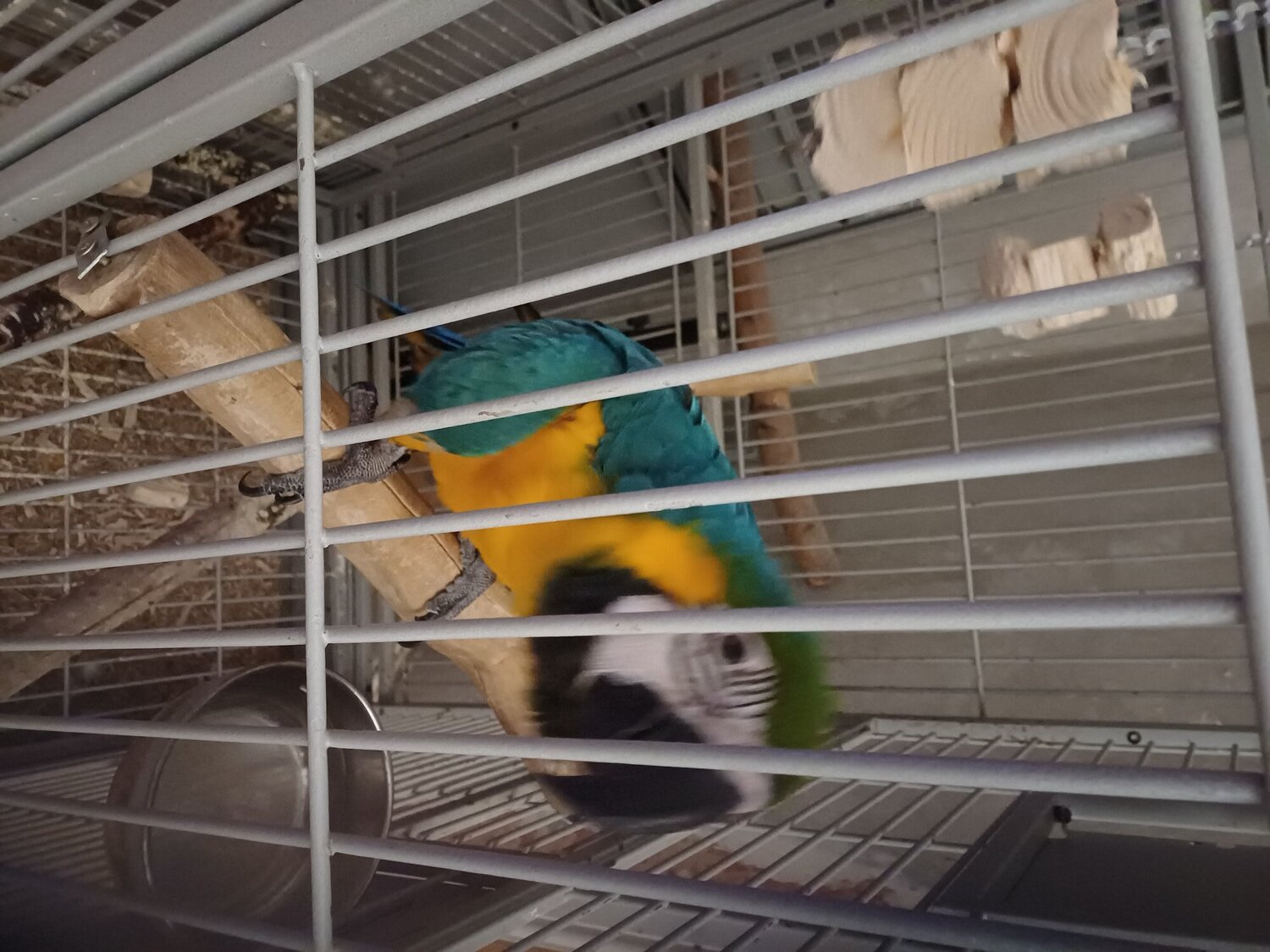 1 year old blue and gold macaw  in {LOCATION}