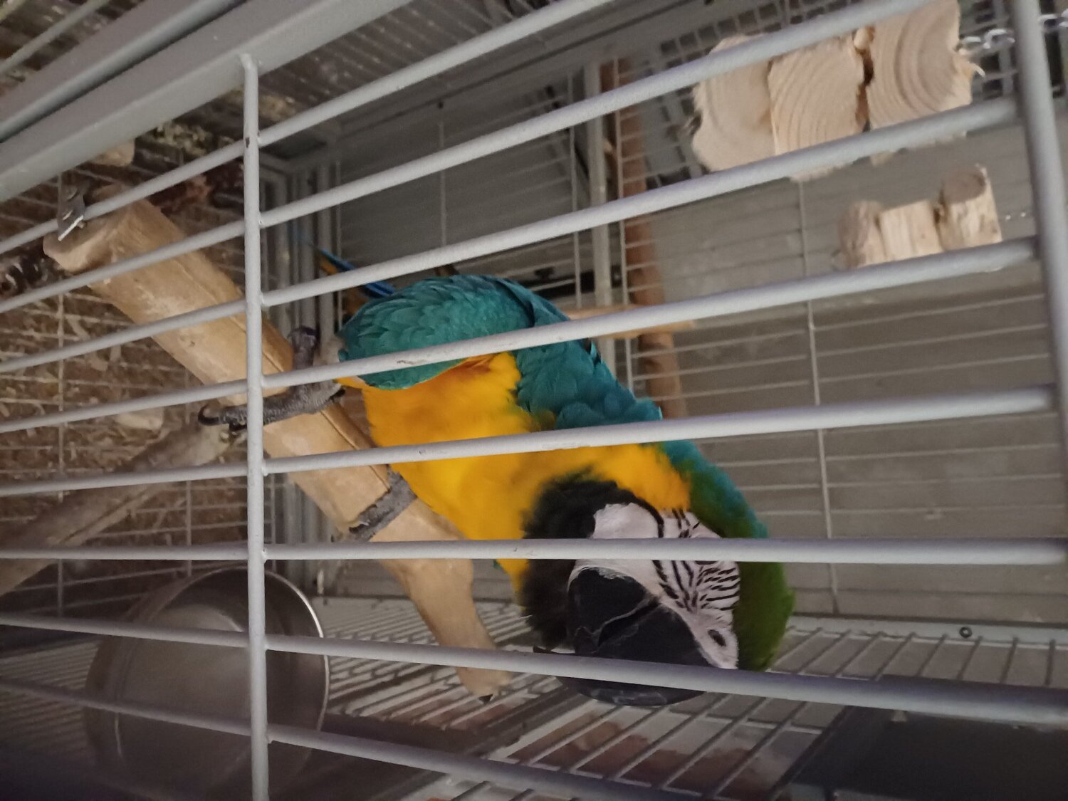 Macaws